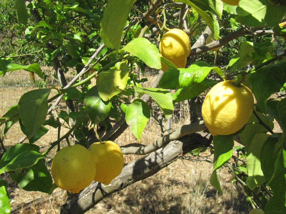 B&B I Limoni Sorso Dış mekan fotoğraf