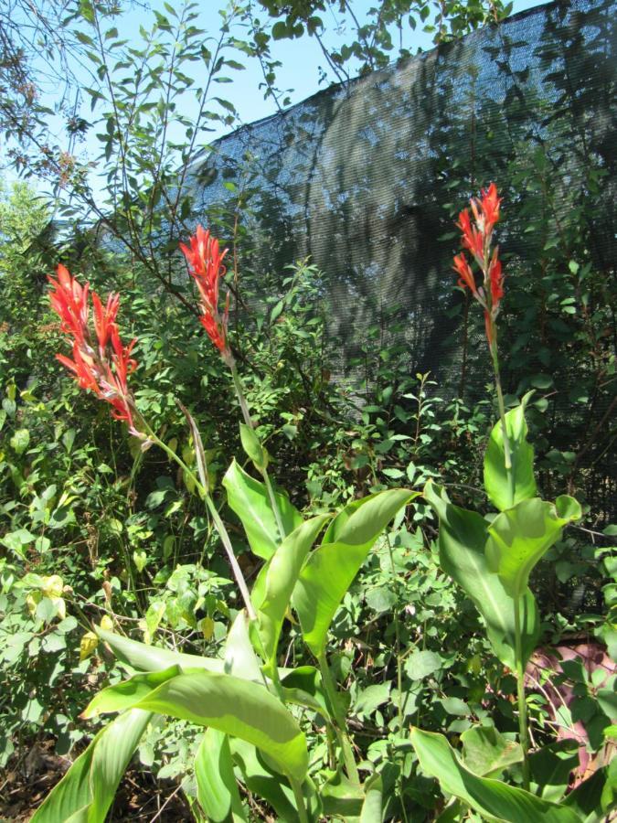 B&B I Limoni Sorso Dış mekan fotoğraf
