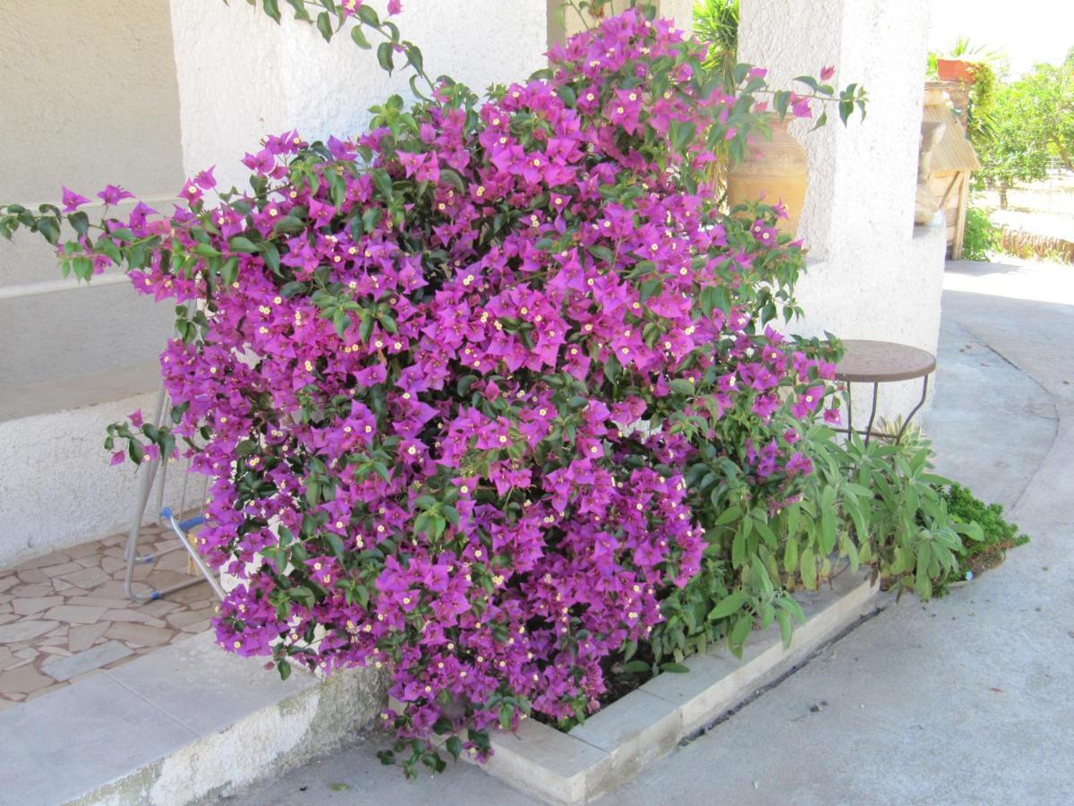 B&B I Limoni Sorso Dış mekan fotoğraf
