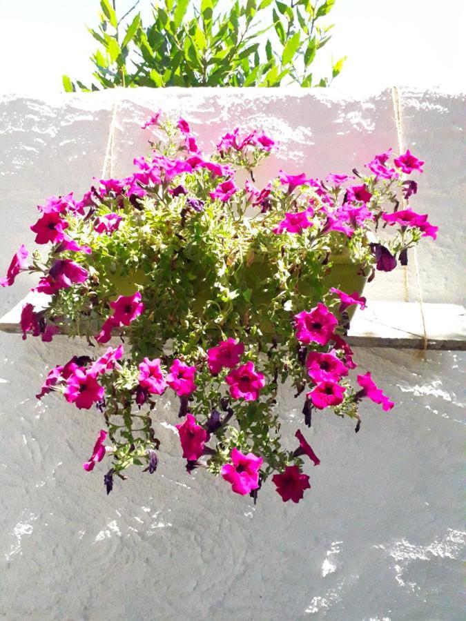B&B I Limoni Sorso Dış mekan fotoğraf